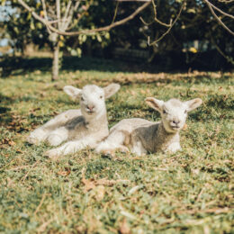 Lambs (Preschool - K)